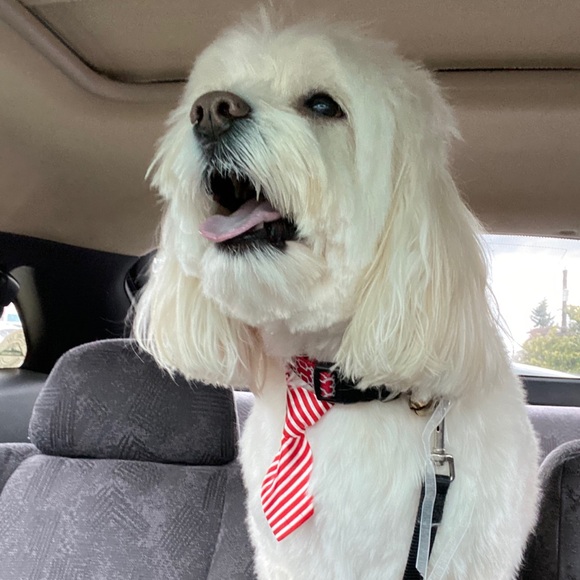 In Loving Memory of my sweet Boy…  💙Charlie - Picture 3 of 16